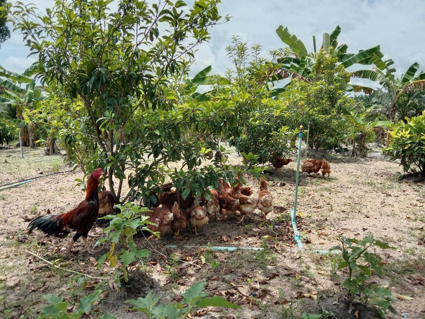 Parmi Farm Steay Villa Takuapa Exterior photo