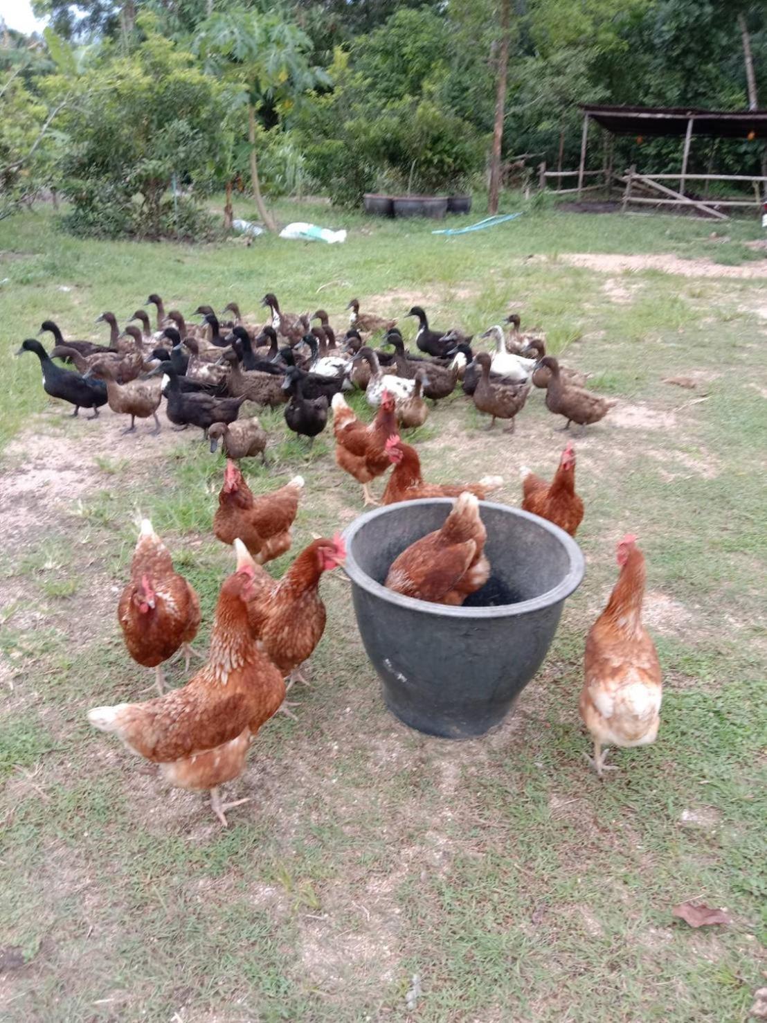 Parmi Farm Steay Villa Takuapa Exterior photo